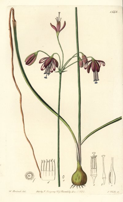 Coral de México o gota de coral - Bessera elegans. Grabado en cobre coloreado a mano por S. Watts después de una ilustración de William Herbert del Botanical Register de Sydenham Edwards, Ridgeway, Londres de Sydenham Teast Edwards