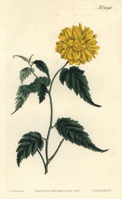 Kerria japonica de Sydenham Teast Edwards