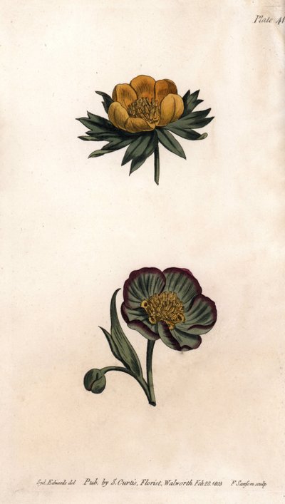 Corola de eranth de invierno y eléboro fétido de Sydenham Teast Edwards