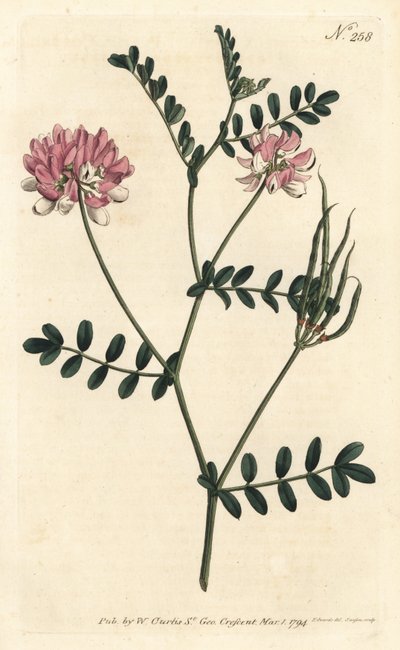 Coronilla bigaree, del Botanical Magazine de William Curtis de Sydenham Teast Edwards