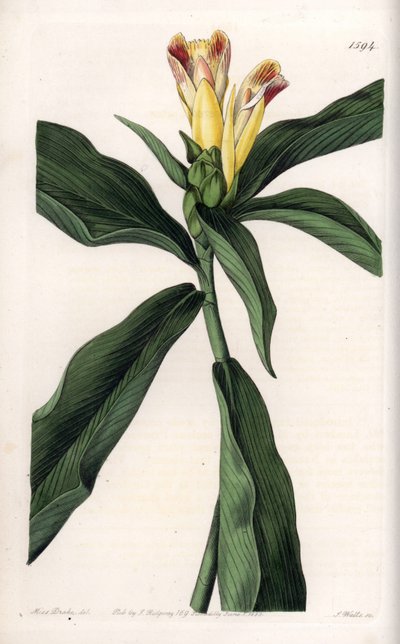 Variedad de costus de Sydenham Teast Edwards