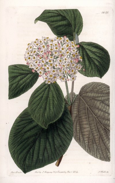 Viorne de algodón - del Registro Botánico de Sydenham Teast Edwards