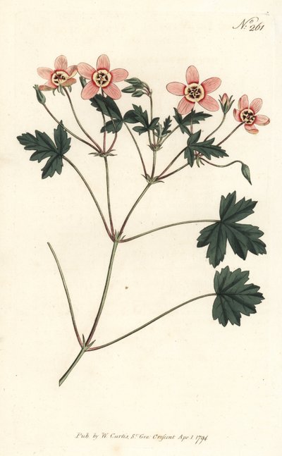 Geranio de carne, Erodium incarnatum de Sydenham Teast Edwards
