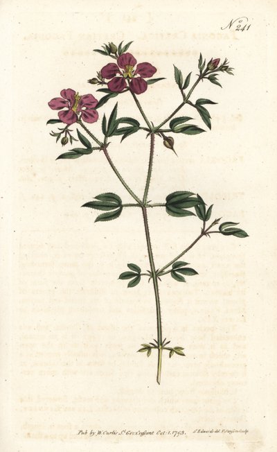 Fagonia de Creta - Fagonia cretica de Sydenham Teast Edwards