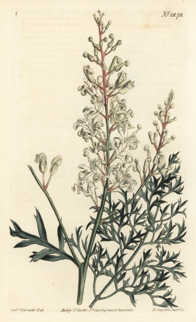 Arbusto arrugado o tanaceto - Arbusto arrugado o helecho perejil (lomatia de hojas de azufre), Lomatia silaifolia. Grabado en cobre coloreado a mano por F. Sansom Jr. después de una ilustración de Sydenham Edwards del Botanical Magazine de William Curtis,  de Sydenham Teast Edwards