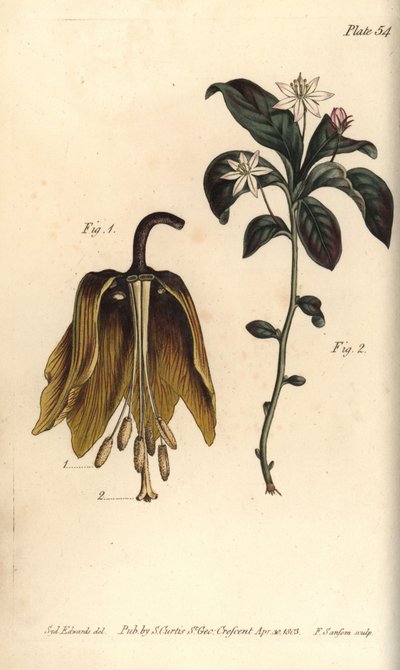 Flor imperial de corona, Fritillaria imperialis, Haustrria de Sydenham Teast Edwards
