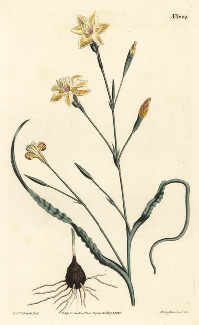 Moraea de hojas rizadas, Moraea crispa. Grabado en cobre a mano coloreado por F. Sansom Jr. después de una ilustración de Sydenham Edwards del Botanical Magazine de William Curtis, Londres de Sydenham Teast Edwards