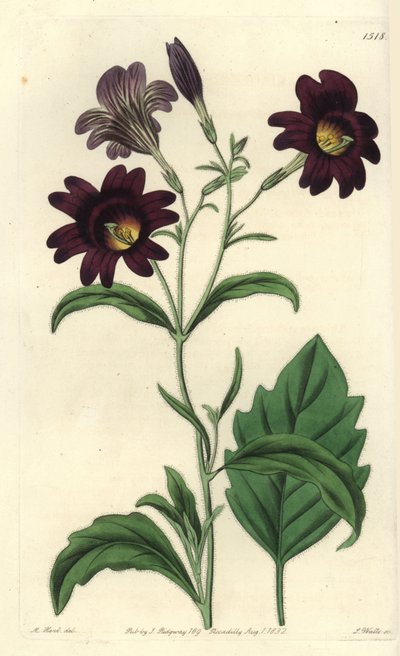 Salpiglossis sinuata, del Botanical Register de Sydenham Edwards de Sydenham Teast Edwards