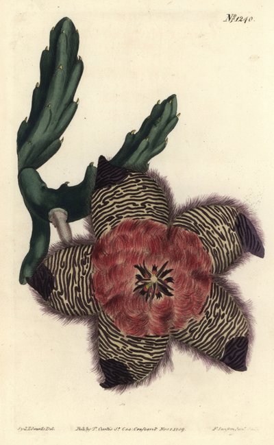 Stapelia pulvinata - Stapelia acolchonada. Grabado en cobre coloreado por F. Sansom Jr. de una ilustración de Sydenham Edwards del Botanical Magazine de William Curtis, Londres de Sydenham Teast Edwards