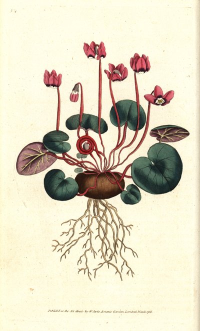 Cyclamen de Cos o Cáucaso - Cyclamen de hojas redondas, Cyclamen coum. Grabado en cobre coloreado a mano después de una ilustración botánica de James Sowerby del The Botanical Magazine de William Curtis, Lambeth Marsh, Londres de Sydenham Teast Edwards