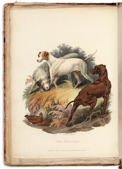 Cynographia Britannica: Consisting of Coloured Engravings of Various Breeds of Dogs Existing in Great Britain, 1800-05 de Sydenham Teast Edwards