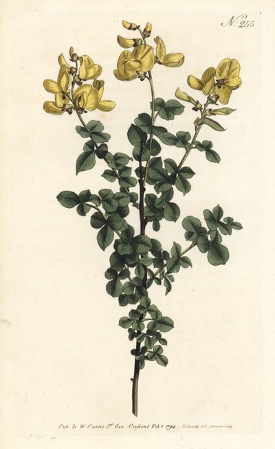 Cytisophyllum sessilifolium (Cytisus común, Cytisus sessilifolius). Grabado en cobre coloreado a mano de Sansom después de una ilustración de Sydenham Edwards del Botanical Magazine de William Curtis, Londres de Sydenham Teast Edwards