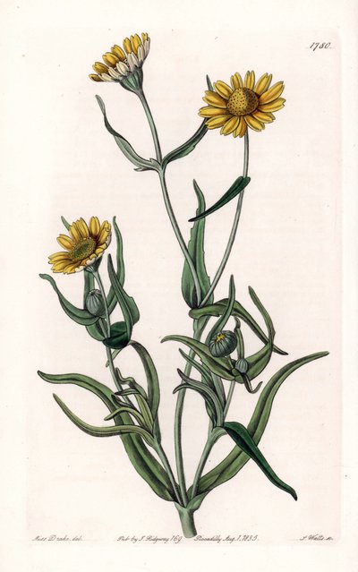 Margarita variedad "oro", endémica de California - Grabado por S. Watts, de una ilustración de Sarah Anne Drake (1803-1857), del Botanical Register de Sydenham Edwards (1768-1819), Inglaterra de Sydenham Teast Edwards