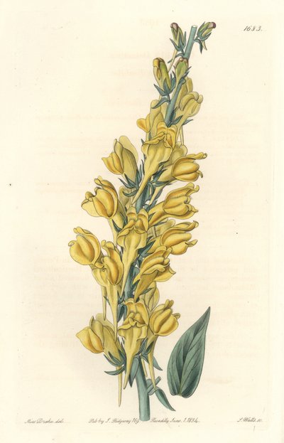 Linar de Dalmacia de Sydenham Teast Edwards