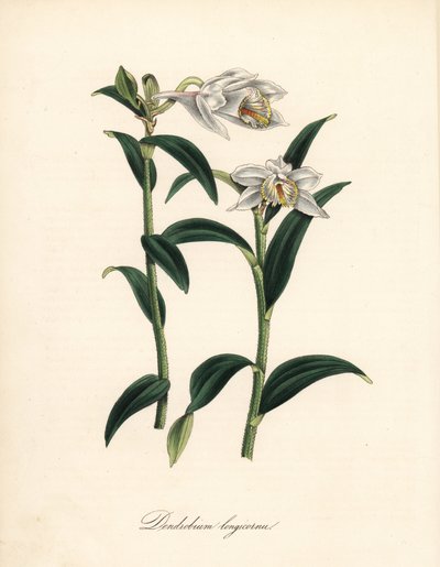 Dendrobium variete - Orquídea dendrobium de cuerno largo, Dendrobium longicornu. Copiado del 