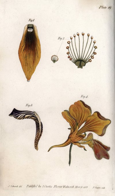 Descripción detallada del tallo y la corona de la fritilaria de Sydenham Teast Edwards