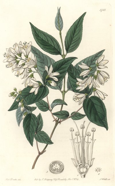 Deutzie ruda, nativa de Japón - Agua fuerte por S. Watts de una ilustración de Sarah Anne Drake (1803-1857), del Registro Botánico de Sydenham Teast Edwards