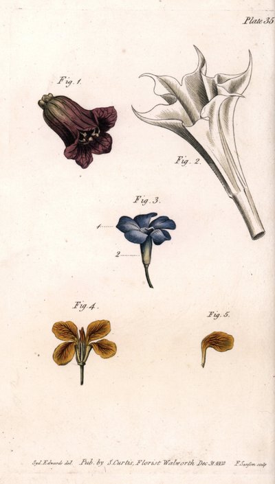 Diferentes corolas: belladona, datura, vincapervinca y giroflée, del Botanical Magazine de William Curtis de Sydenham Teast Edwards