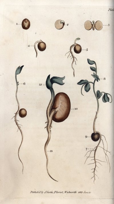 Diferentes etapas de germinación de la semilla de guisante y frijol común. Grabado en cobre coloreado, ilustración de Sydenham Edwards (1768-1819) para las Conferencias de Botánica, Jardín Botánico de Lambeth (Inglaterra) de Sydenham Teast Edwards