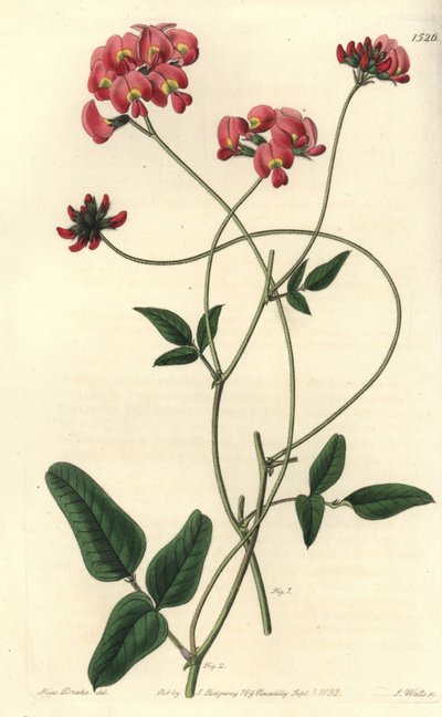 Kennedya dilatada de Sydenham Teast Edwards