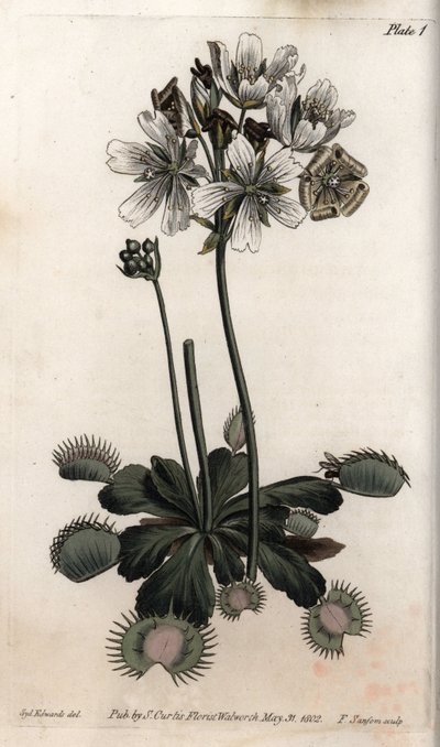 Dionaea atrapamoscas o trampa de lobo. Ilustración coloreada de grabado en cobre por Sydenham Edwards para Conferencias de Botánica, Jardín Botánico de Lambeth (Inglaterra) de Sydenham Teast Edwards