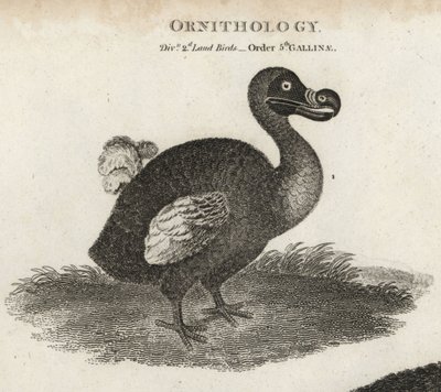 Dodo, Raphus cucullatus, ave extinta no voladora de Sydenham Teast Edwards