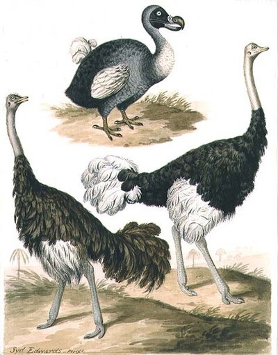 Dodo y avestruz de Sydenham Teast Edwards