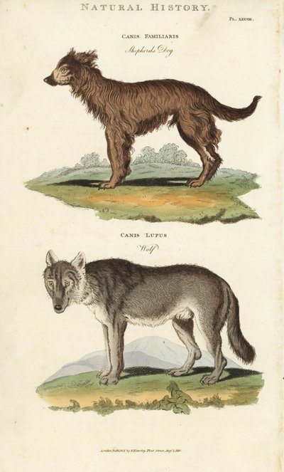 Perro y lobo - Perro pastor, Canis familiaris, y lobo, Canis lupus. Grabado en cobre coloreado a mano después de Sydenham Edwards del Pantologia de John Mason Good, una Nueva Enciclopedia, G. Kearsley, Londres de Sydenham Teast Edwards
