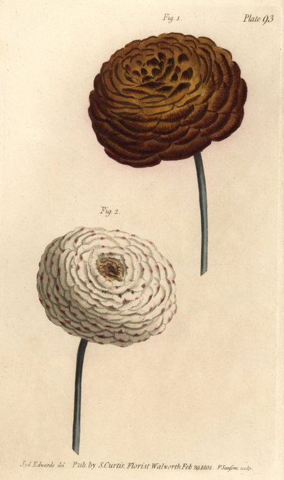 Variedades de ranúnculo doble, ranúnculo persa, Ranunculus asiaticus. Grabado en cobre coloreado a mano por F. Sansom de una ilustración botánica de Sydenham Edwards para las Conferencias sobre Botánica de William Curtis, como se impartieron en el Jardín B de Sydenham Teast Edwards