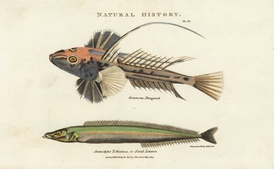Dragonet lyre y lancon equille - Dragonet común, Callionymus lyra, y anguila de arena menor o lanzón de arena, Ammodytes tobianus. Grabado en cobre coloreado a mano después de Sydenham Edwards del Pantologia de John Mason Good, una Nueva Enciclopedia, G. K de Sydenham Teast Edwards