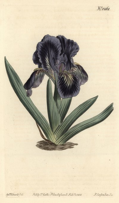 Iris enano - Iris x binata (bandera enana púrpura-azul, Iris pumila var. violacea). Grabado en cobre coloreado a mano de F. Sansom Jr. después de una ilustración de Sydenham Edwards del Botanical Magazine de William Curtis, T. Curtis, Londres de Sydenham Teast Edwards