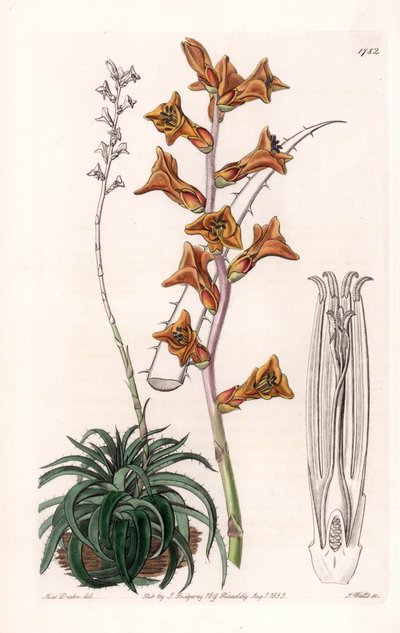 Dyckia, planta suculenta con flores naranjas, nativa de Brasil - Tabla grabada por S. Watts, de una ilustración de Sarah Anne Drake, del Registro Botánico de Sydenham Edwards, Inglaterra de Sydenham Teast Edwards