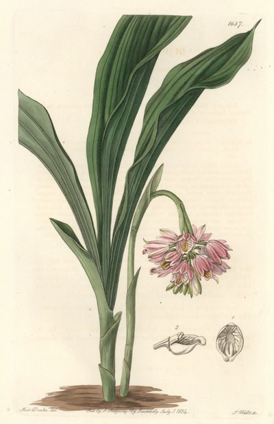 Orquídea terrestre, originaria de Sri Lanka - S. Watts fuerte agua de una ilustración de Sarah Anne Drake (1803), del Registro Botánico de Sydenham Teast Edwards