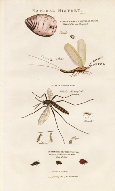 Insectos de importancia económica: Cochinilla, Mosquito y Mariquita de Sydenham Teast Edwards