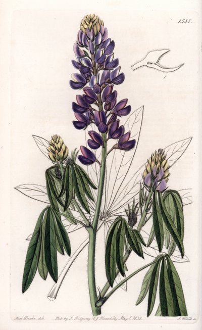 Lupino elegante o lupino de México - Grabado por S.Watts, de una ilustración de Sarah Anne Drake, del Botanical Register de Sydenham Edwards de Sydenham Teast Edwards