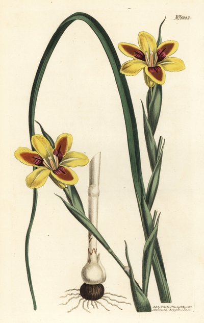 Moraea elegans de Sydenham Teast Edwards