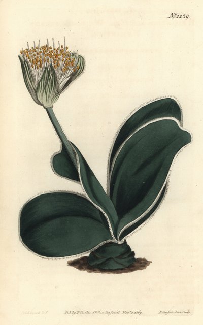 Haemanthus albiflos. Grabado en cobre coloreado a mano por F. Sansom Jr. después de una ilustración de Sydenham Edwards de la Revista Botánica de William Curtis, T. Curtis, Londres de Sydenham Teast Edwards