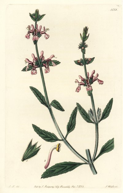 Stachys albicaulis, del Botanical Register de Sydenham Edwards de Sydenham Teast Edwards