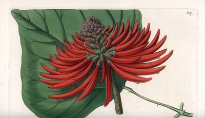 Erythrina variedad, árbol de flores rojas tropicales - Grabado por S. Watts, de una ilustración de Sarah Anne Drake (1803-1857), del Botanical Register de Sydenham Edwards (1768-1819), Inglaterra de Sydenham Teast Edwards