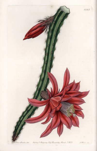 Cactier escalando de Sydenham Teast Edwards