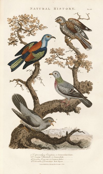 de Sydenham Teast Edwards