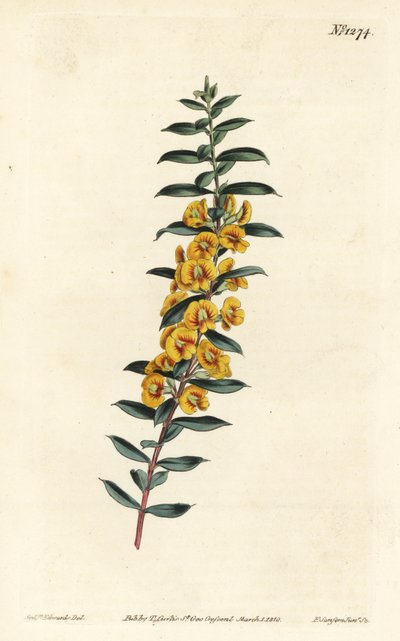 Eutaxia myrtifolia (Dillwynia de hojas cruzadas, Dillwynia obovata) de Sydenham Teast Edwards