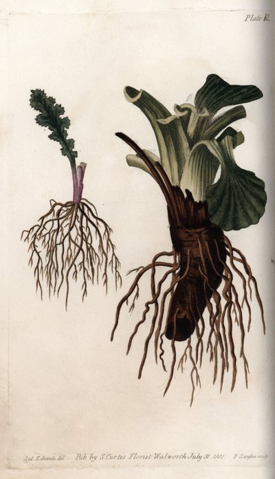 Raíces fibrosas de senecio común y plátano grande de Sydenham Teast Edwards