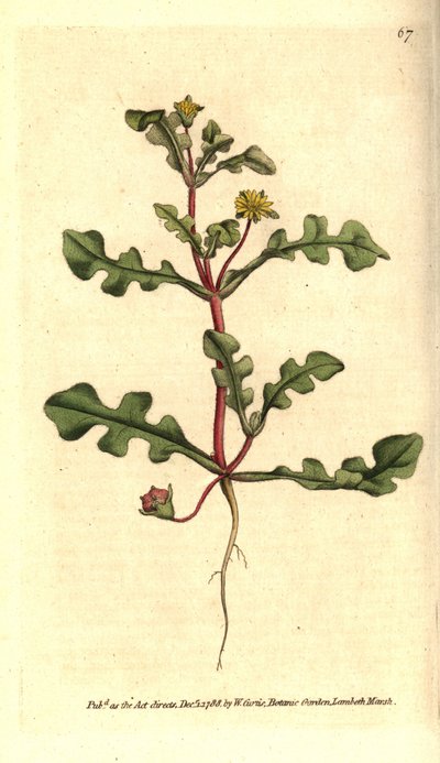 Ficoide variete - Aethephyllum pinnatifidum de Sydenham Teast Edwards