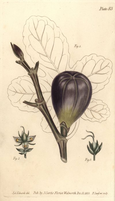 Higo, Ficus carica, del Botanical Magazine de William Curtis de Sydenham Teast Edwards