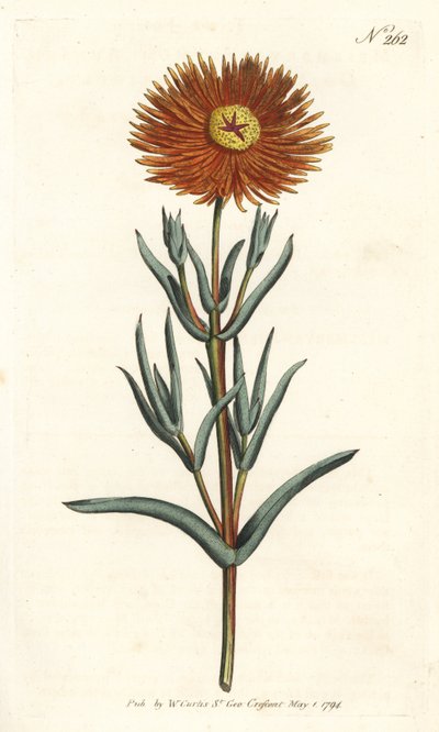 Caléndula de higo, Mesembryanthemum aureum de Sydenham Teast Edwards