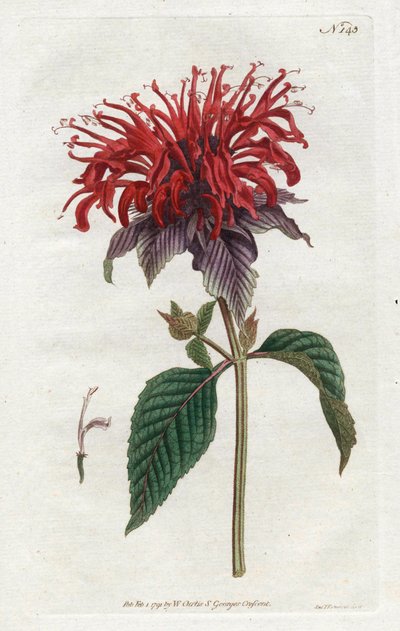 Monarda fistulosa - Litografía de Sydenham Edwards, del Botanical Magazine de William Curtis de Sydenham Teast Edwards