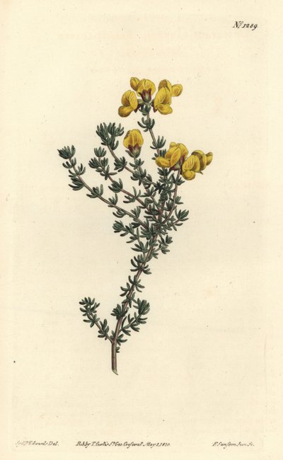 Aspalathus carnosa de Sydenham Teast Edwards