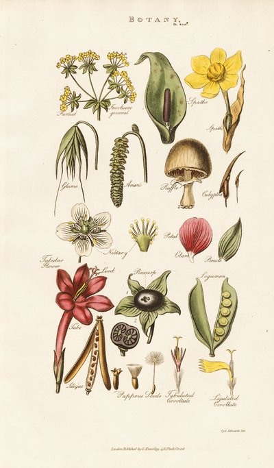  de Sydenham Teast Edwards