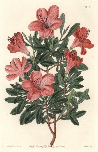 Rhododendron de floristas o azalea - Agua fuerte de S. Watts de una ilustración de Sarah Anne Drake (1803-1857), del Registro Botánico de Sydenham Teast Edwards